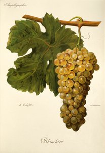 Hrozen Blanchier od A. Kreydera