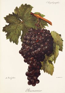 Hrozna Buonamico od A. Kreydera od Alexis Kreyder