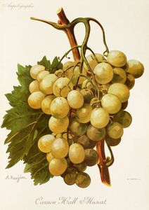 Cannon Hall Muscat hroznů od A. Kreydera