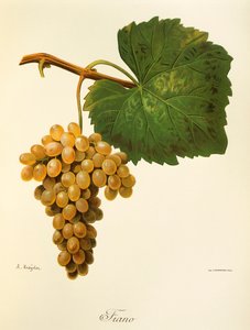Catarratto hroznů od A. Kreydera od Alexis Kreyder