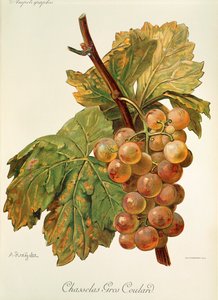 Hrozen Chasselas Gros Coulard od A. Kreydera od Alexis Kreyder