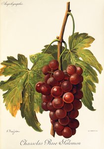 Hrozen Chasselas Rose Salomon od A. Kreydera