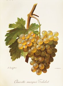 Hrozna Clairette Musquee od A. Kreydera od Alexis Kreyder