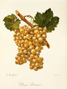 Hrozna Dona Branca od A. Kreydera od Alexis Kreyder