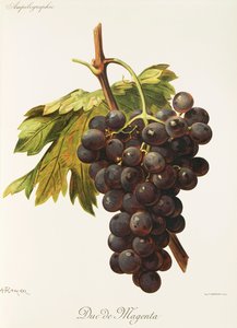 Hrozna Duc de Magenta od A. Kreydera