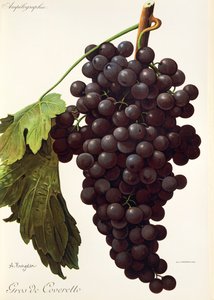 Hrozna Gros de Coveretto od A. Kreydera od Alexis Kreyder