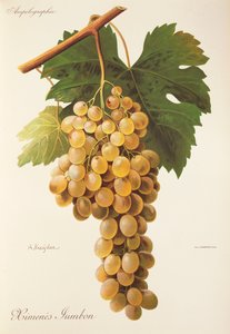 Hrozen Himenes Jumbon od A. Kreydera