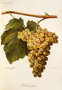 Humage hrozen od A. Kreydera od Alexis Kreyder