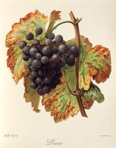 Hrozna Lasca od A. Kreydera