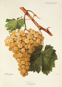 Liada hroznů od A. Kreydera