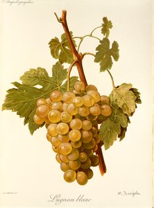 Hrozna Lignan Blanc od A. Kreydera