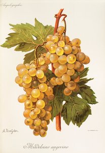Hrozna Madeleine Angevine od A. Kreydera