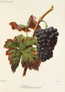 Hrozna Madeleine Noire od A. Kreydera