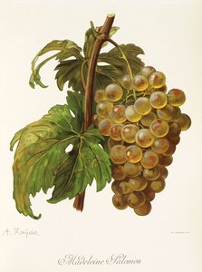 Hrozna Madeleine Salomon od A. Kreydera