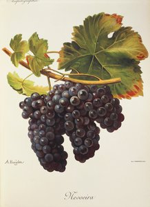 Hrozen Mevoeira od A. Kreydera od Alexis Kreyder