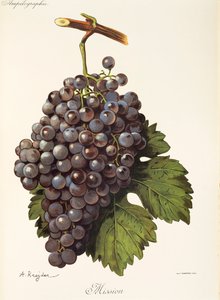 Mission grape od A. Kreydera od Alexis Kreyder