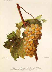 Hrozna Muscat Hatif du Puy-de-Dome od A. Kreydera od Alexis Kreyder
