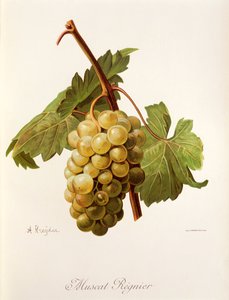 Muškát Regnier hroznů od A. Kreyder od Alexis Kreyder