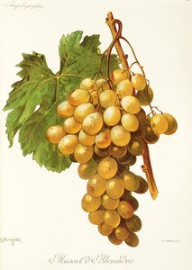 Hrozna Muscat d