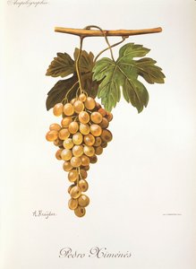 Hrozen Pedro Mimenes od A. Kreydera od Alexis Kreyder
