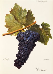 Hrozna Perricone od A. Kreydera