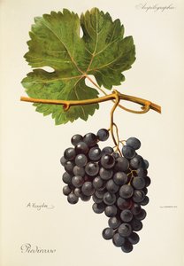 Hrozen Piedirosso od A. Kreydera od Alexis Kreyder