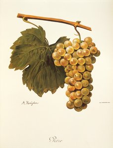 Řeze grape by A. Kreyder od Alexis Kreyder