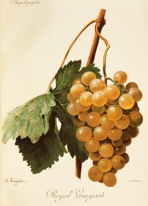 Hrozen Royal Vineyard od A. Kreydera od Alexis Kreyder