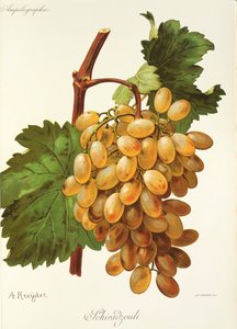 Hrozen Schiradzouli od A. Kreydera