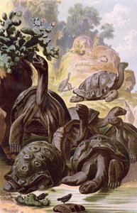 Želvy obrovské z Galapág, z přírodopisné knihy, 1887
