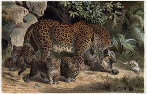 Panthere a jeho mláďata - Panthera, z „Brehmova života zvířat“ (rytina)