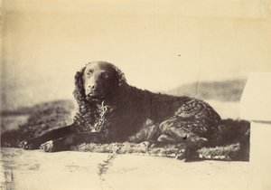 Petr, 1860.