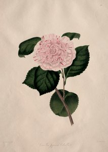 Ilustrace a popisy...přírodního řádu Camellieae: č. 41 od Alfred Chandler