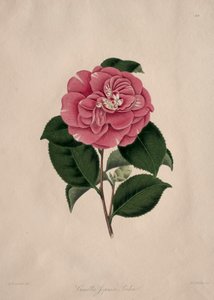 Ilustrace a popisy...přírodního řádu Camellieae: č. 44 od Alfred Chandler