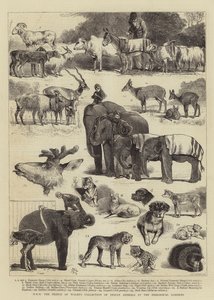 Jeho královská výsost sbírka indických zvířat prince z Walesu v zoologické zahradě