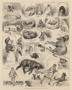 Výstava psů Kennel Club v Crystal Palace od Alfred Chantrey Corbould
