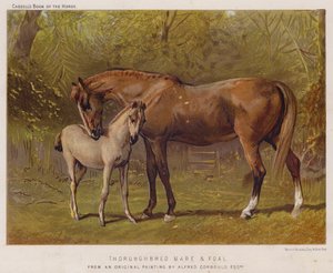 Plnokrevná klisna a hříbě (barva litho) od Alfred Chantrey Corbould