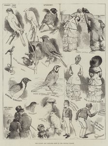 Canary and Cage-Bird Show v Crystal Palace