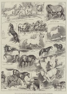 Co se dá dělat s divokými koňmi, Sketches v Royal Aquarium, Westminster