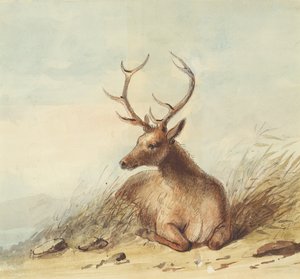 Elk, Rocky Mountains, cca 1837 (tužka, pero, inkoust a akvarel na papíře)