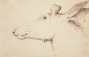Elk. c.1837 (kresba) od Alfred Jacob Miller
