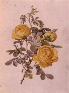 Rosa Genus, č. 10, 755, kolem roku 1910