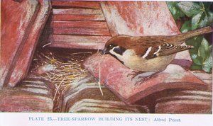 Vrabec si staví hnízdo, ilustrace z British Birds od Kirkmana a Jourdaina, 1966