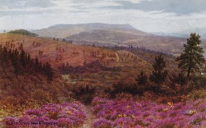 Blackdown od Hindhead od Alfred Robert Quinton