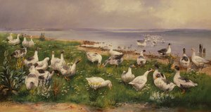 Husy od Alfred Schonian