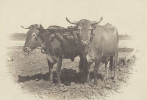  od Alfred Stieglitz