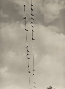 Ptáci od Alfred Stieglitz