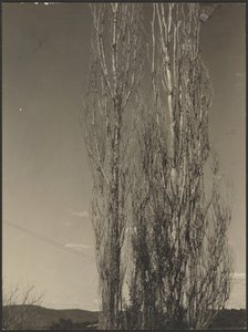 [Umírající topoly, jezero George] od Alfred Stieglitz