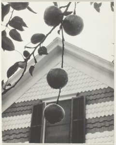 Gable a jablka od Alfred Stieglitz