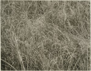 Tráva od Alfred Stieglitz